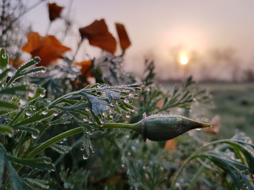 ЦВЕТы жизни