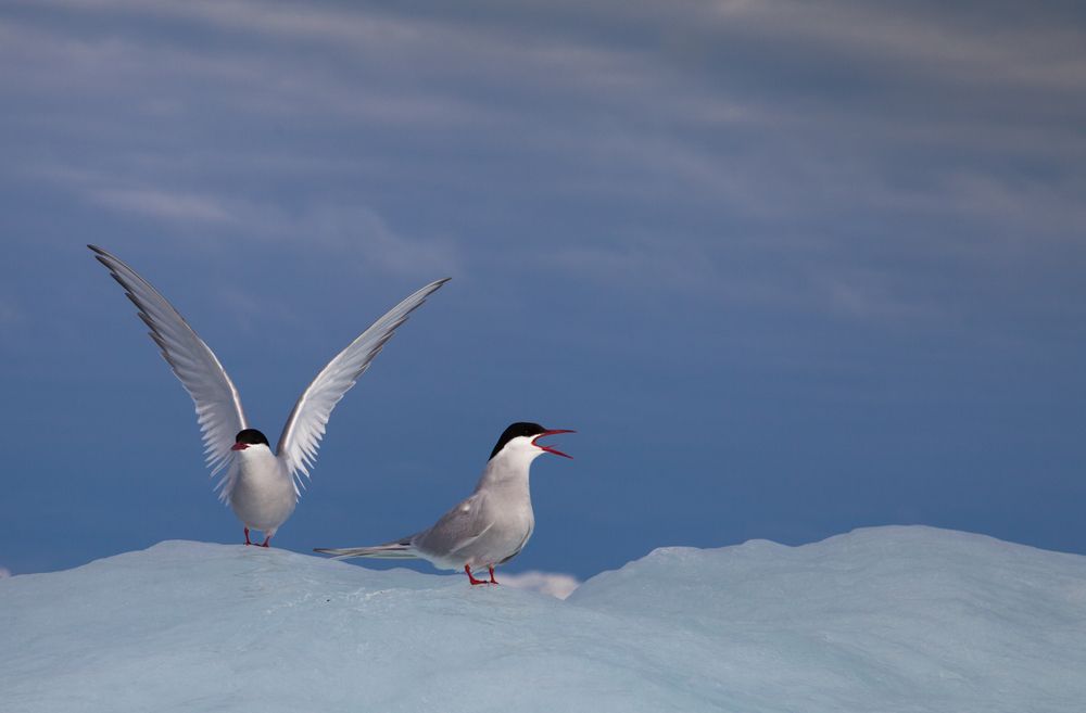 Полярные крачки на льдине