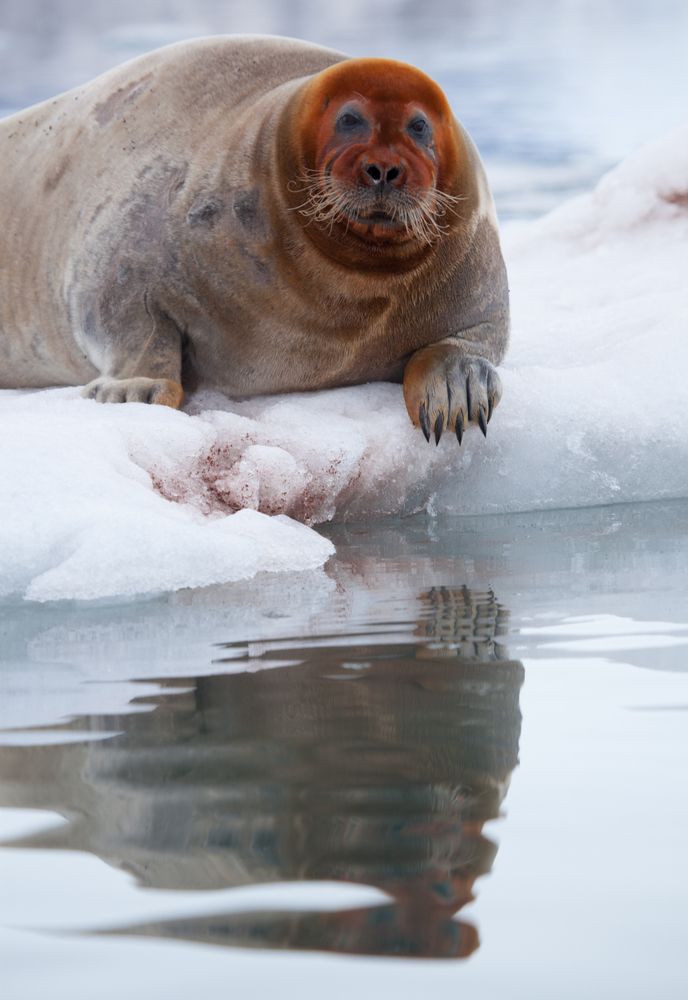Хитрая рыжая морда