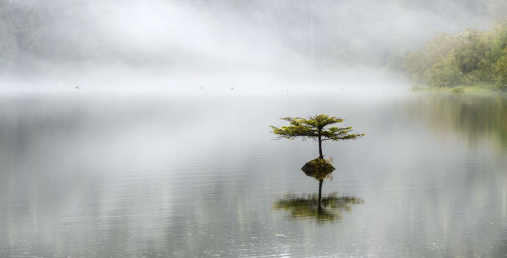 Одинокое дерево