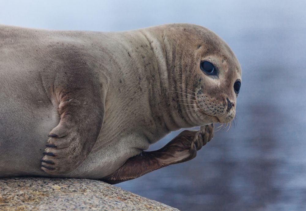 Ой, что я знаю!