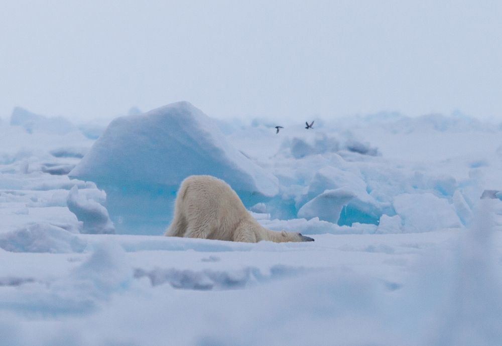 Асана - белый медведь!