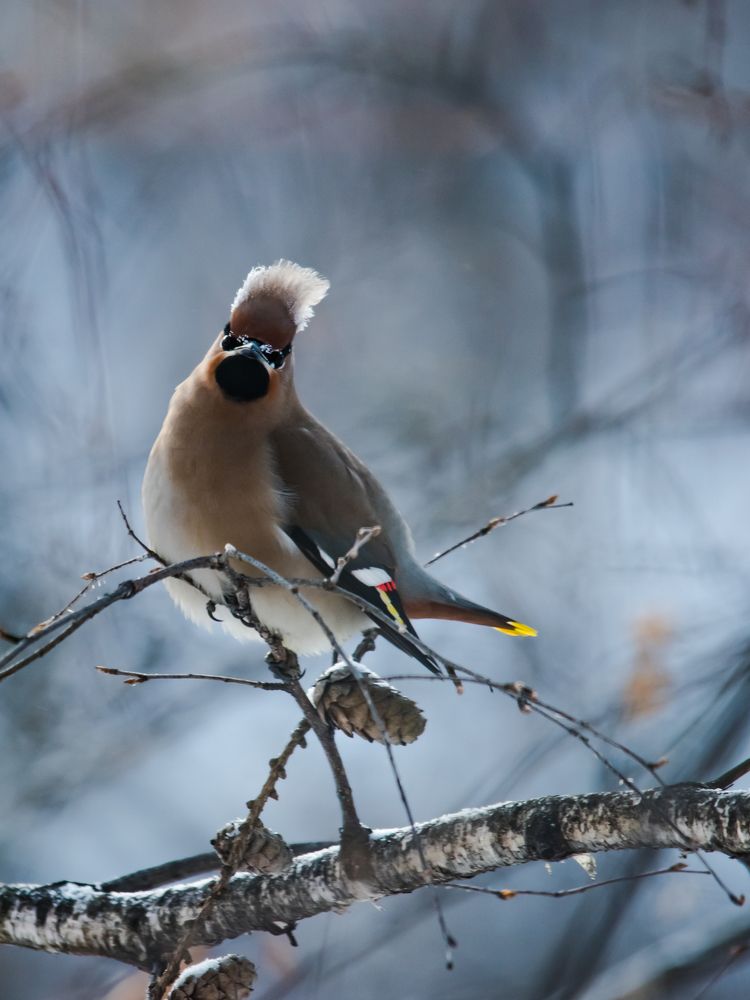 Скоро весна
