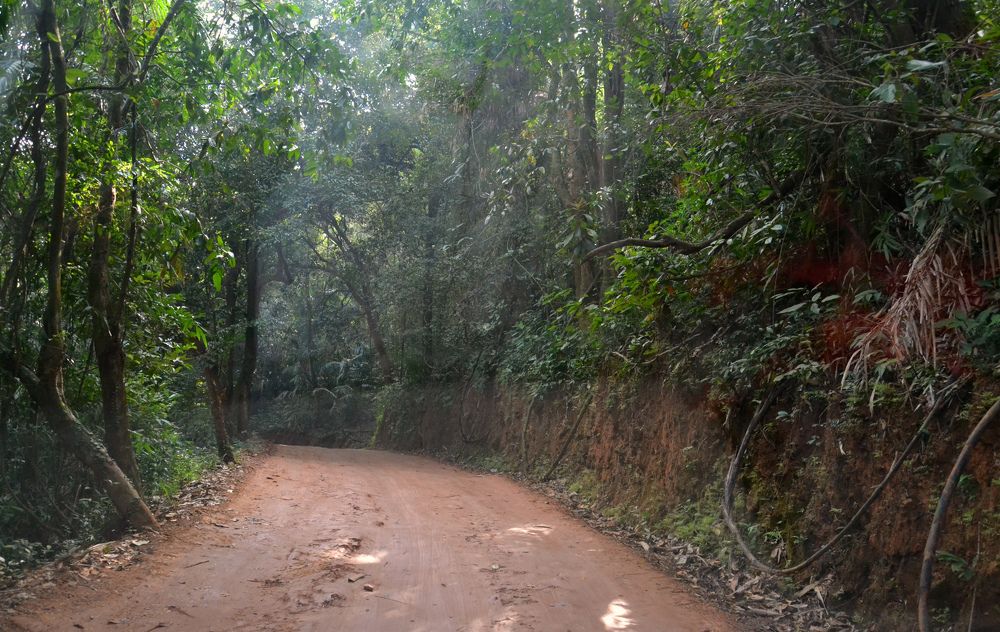 дорога в джунгли...