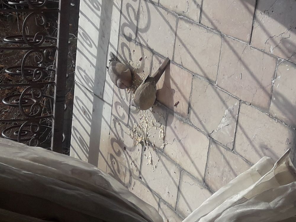 Birds