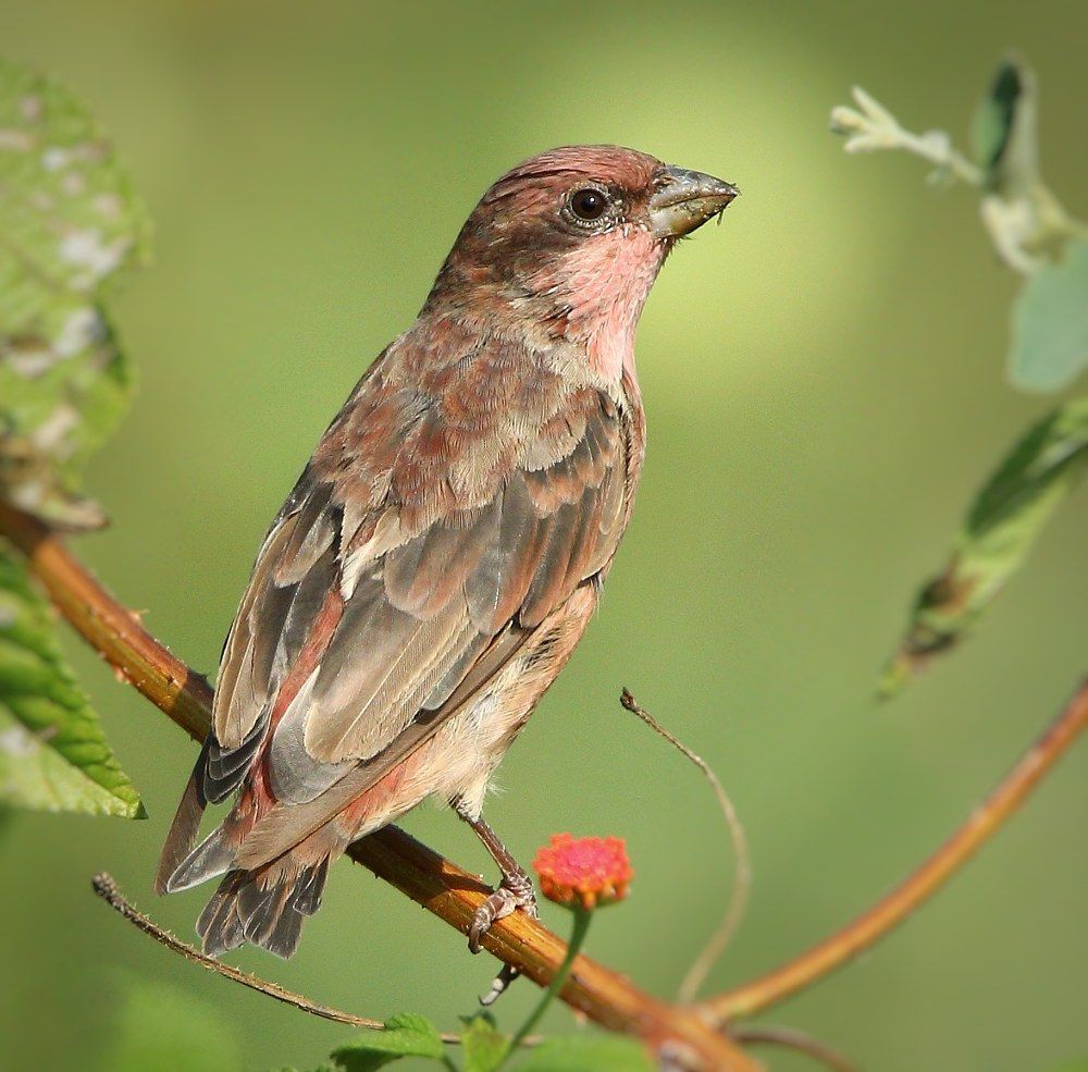 Rose finch