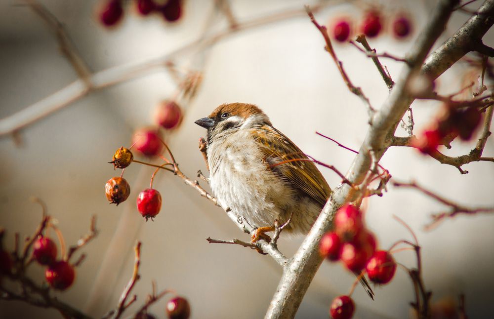 Sparrow in hawthorn
