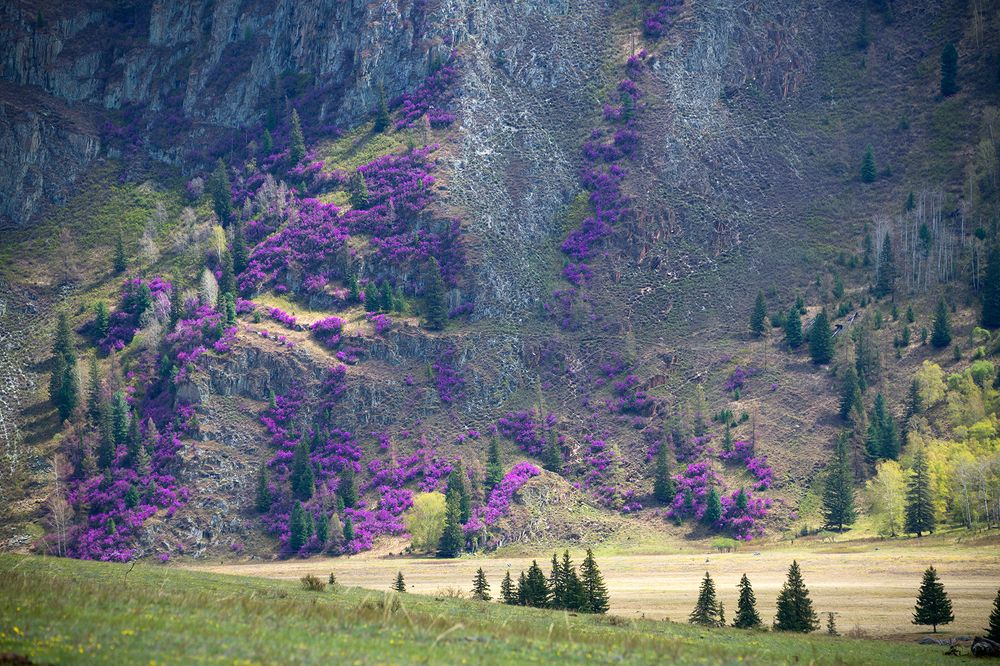 Цветение маральника в горах Алтая