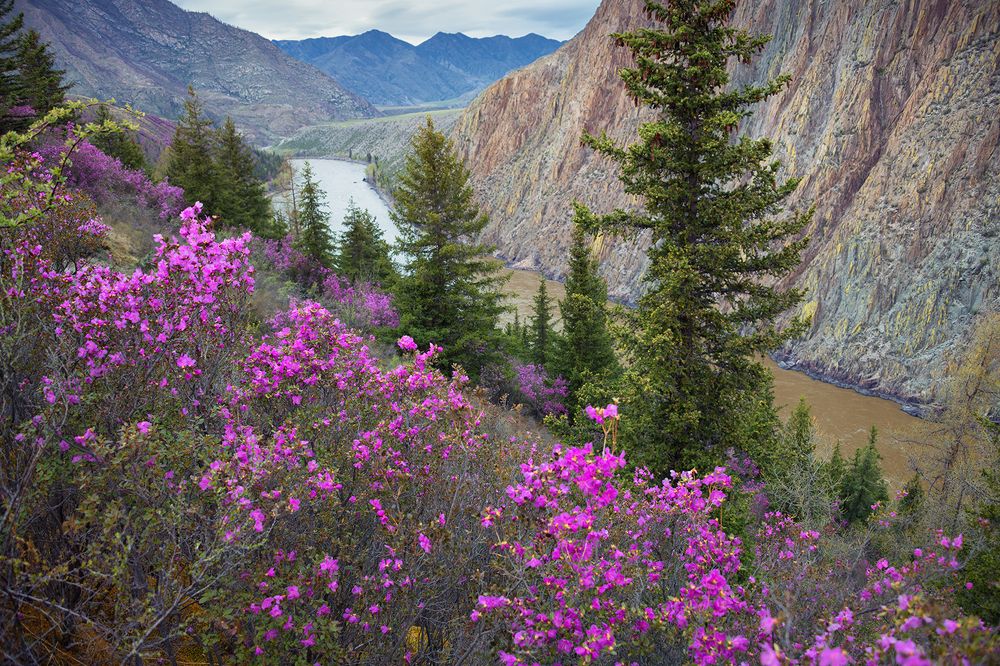 Маральник на берегах Катуни