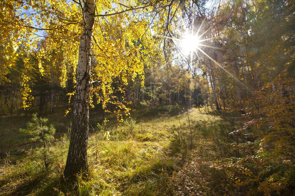 Утренний лес