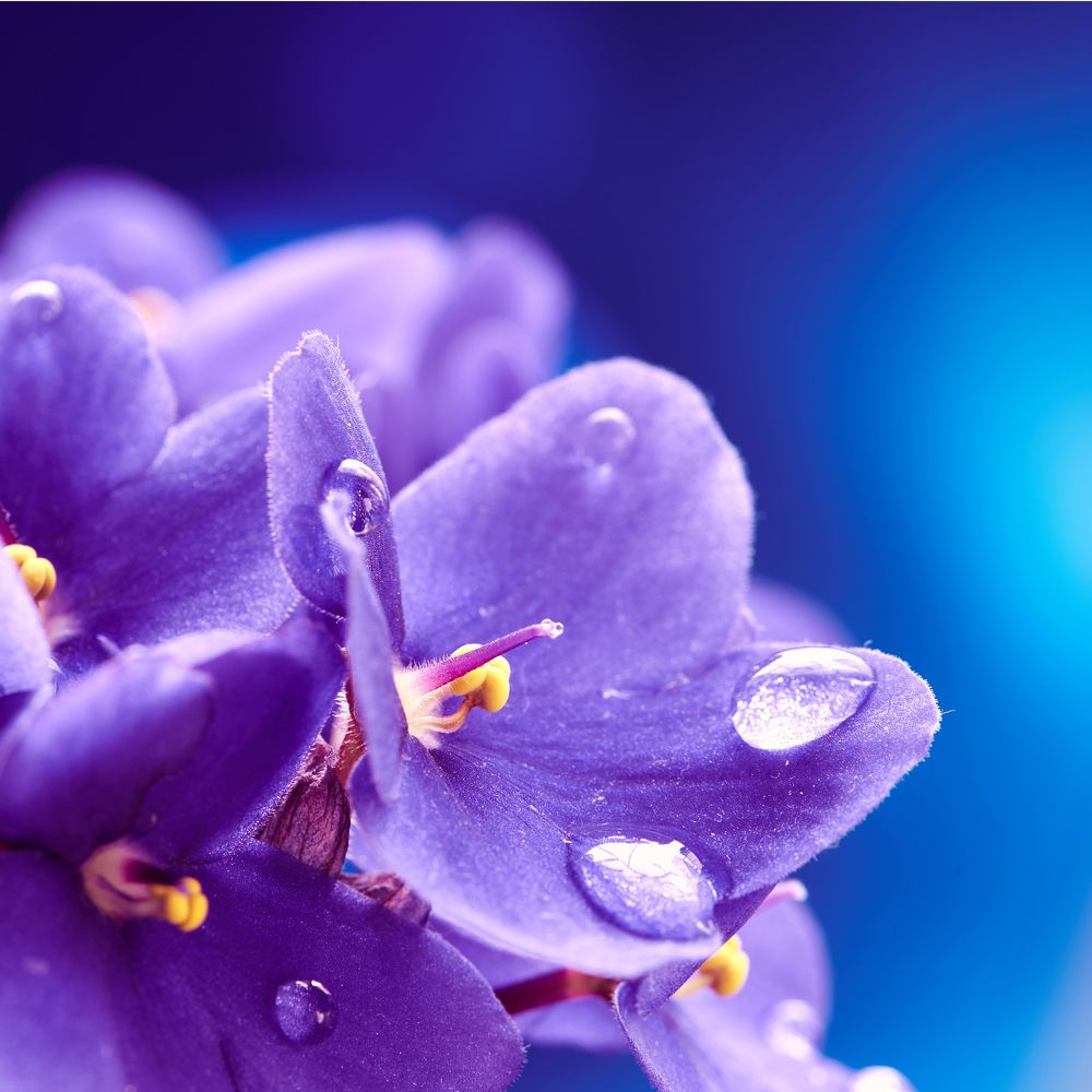 Фиалковая нежность