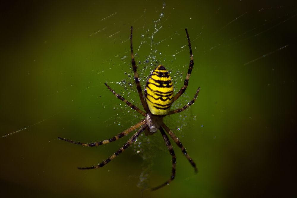 Argiope bruennichi