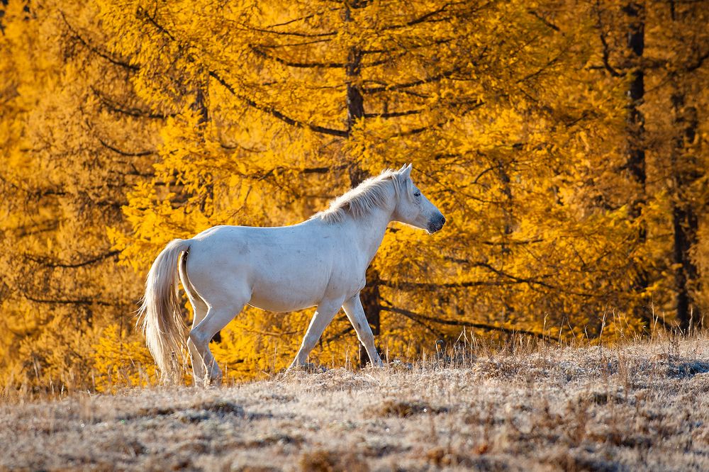 В золоте осени..