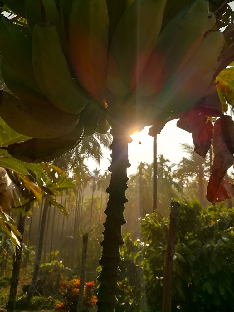 The Bananas and the sun