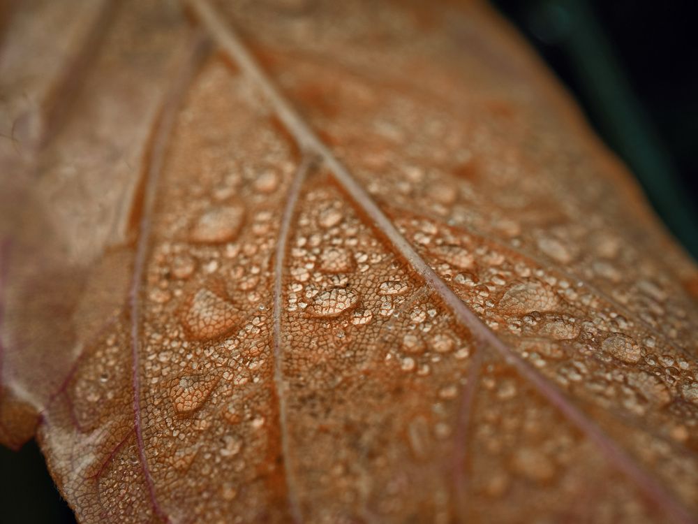 Последняя роса