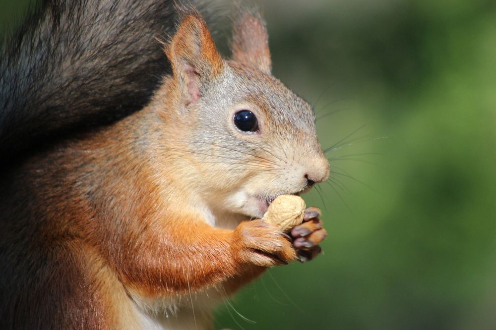 Лесная трапеза