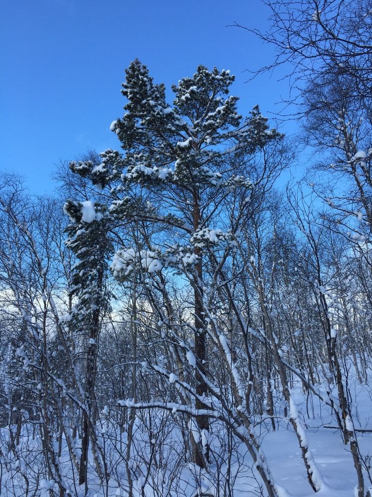 Зимние сопки.