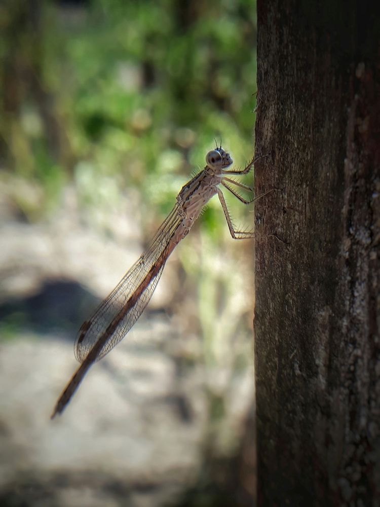 Стерекозье лето