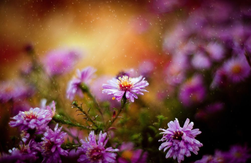 Symphyotrichum novi-belgii