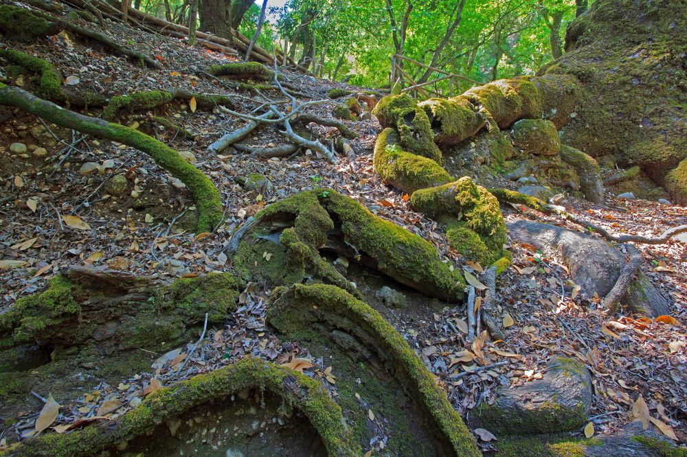 Корневая система