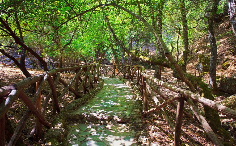 Тенистая дорога