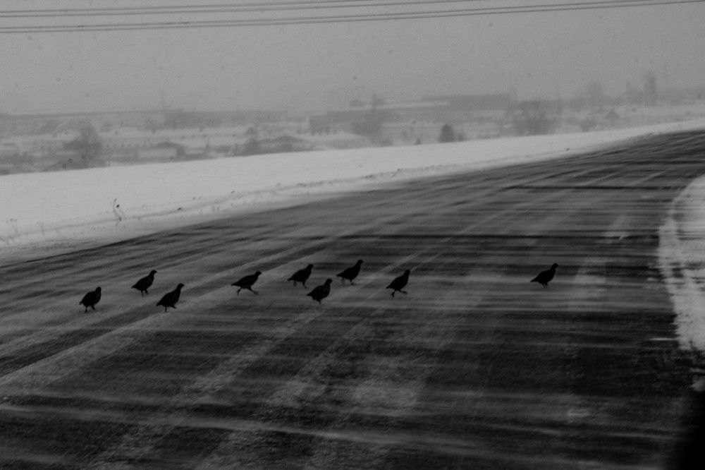 Через дорогу