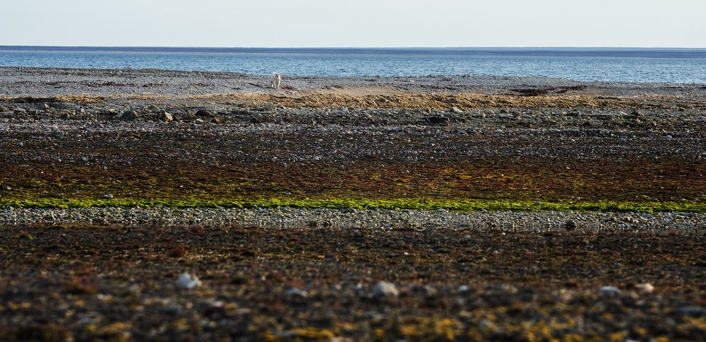 Нунавут-меджвежий край
