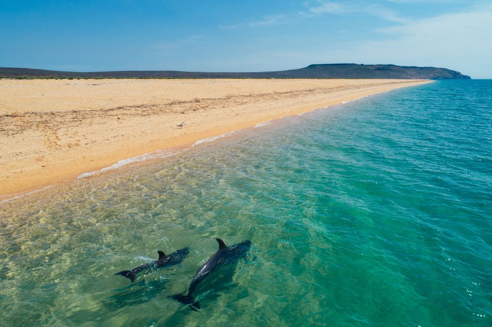 Охота на мелководье