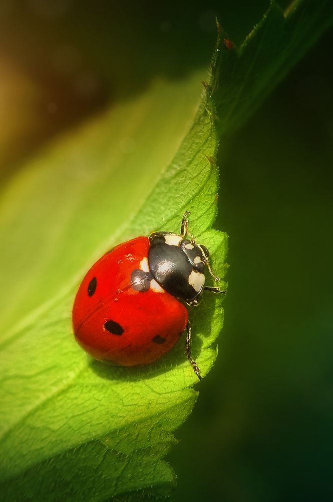 Божья коровка