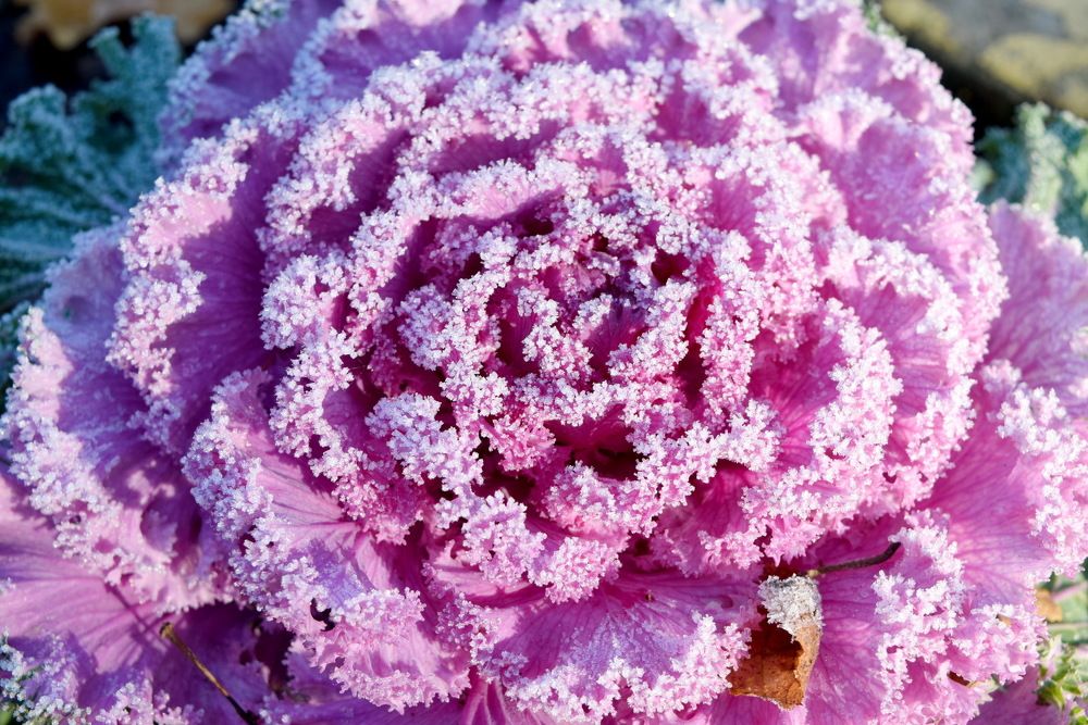 Капуста в инее