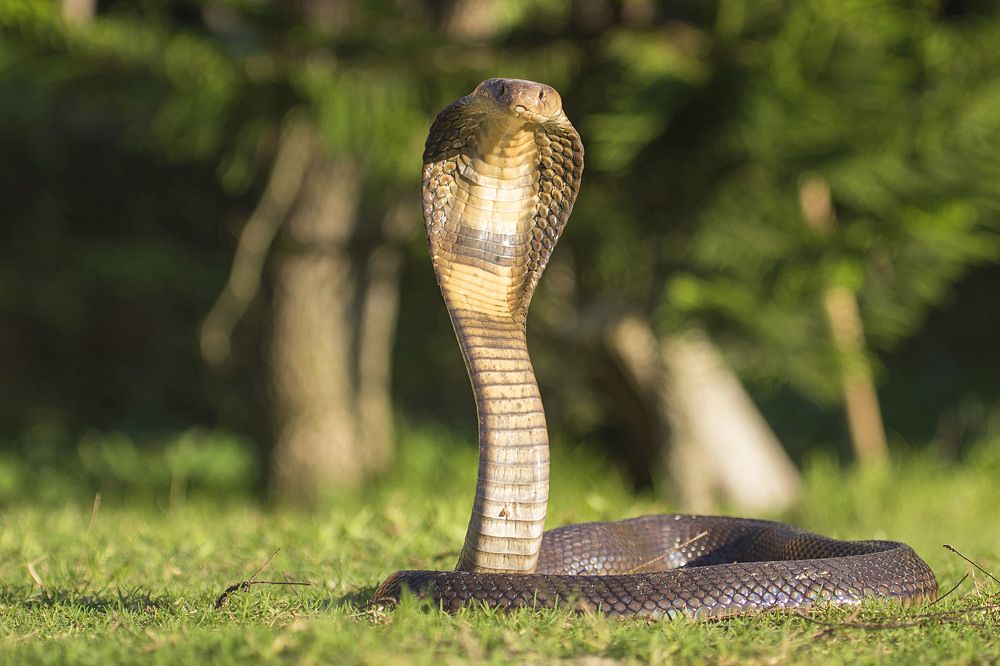 The Cobra Empire