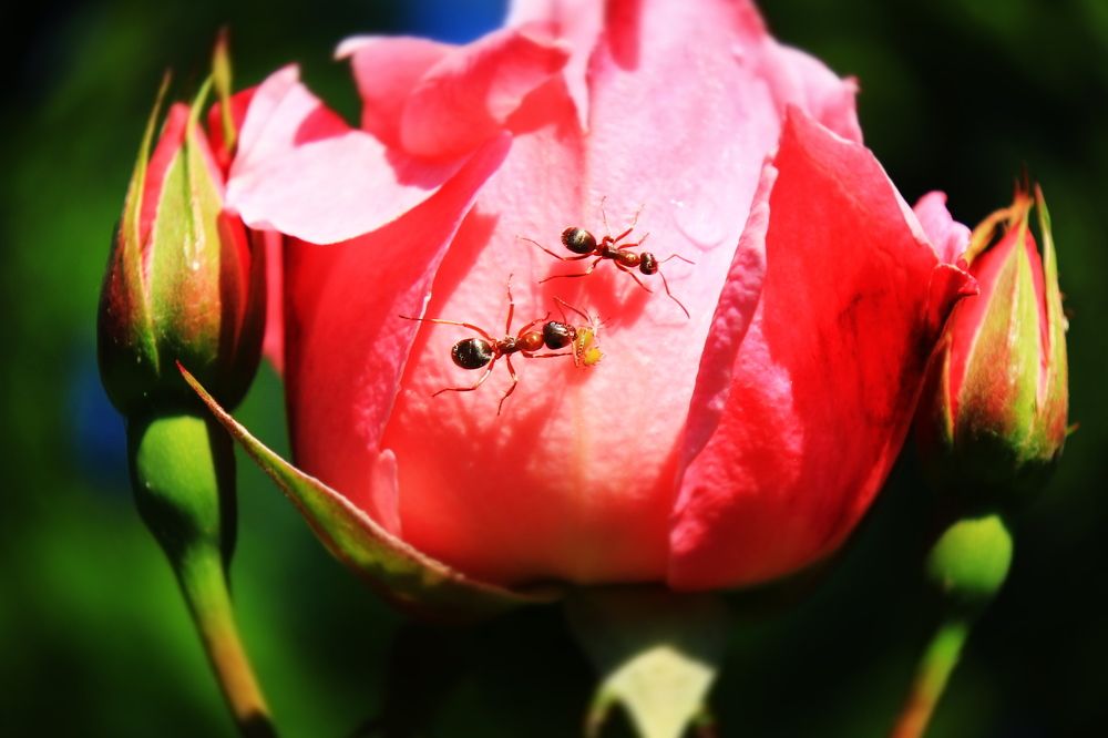 Photograph by Сергей Кульков
