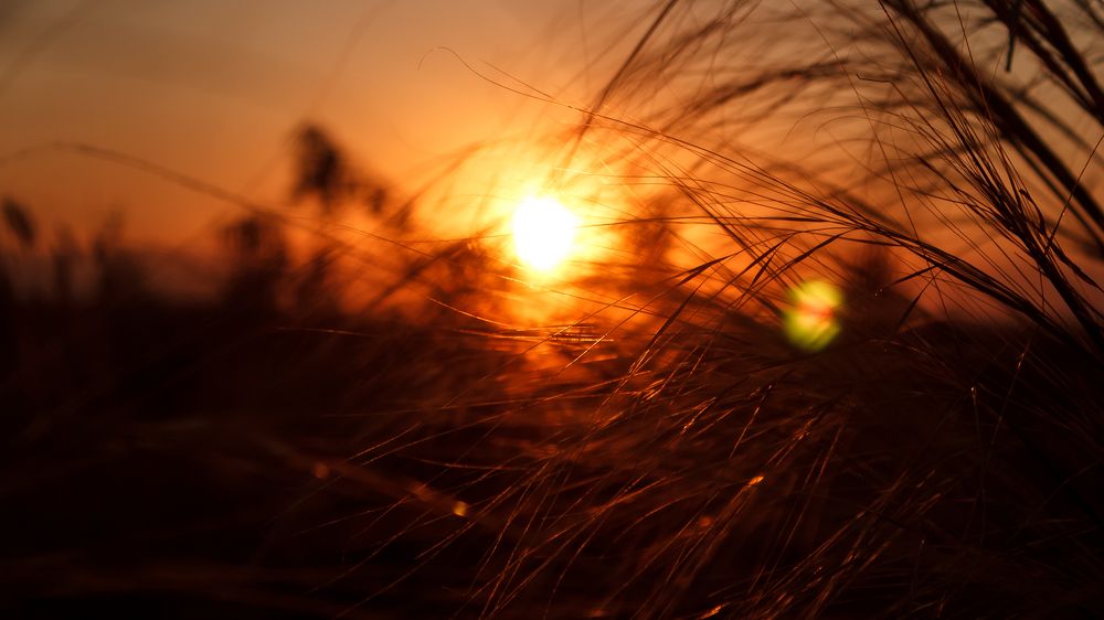 Ковыль в закате