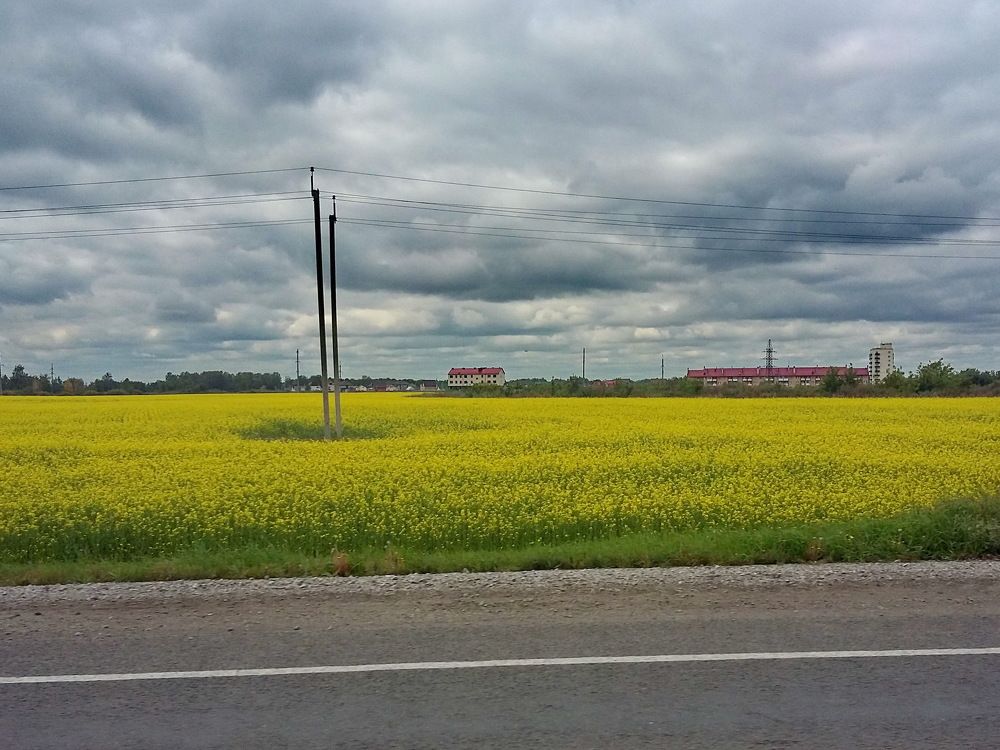 Сурепка цветет