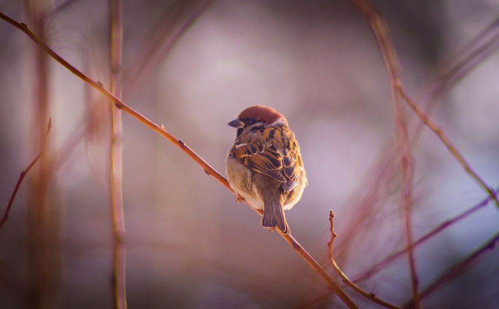 Passer domesticus