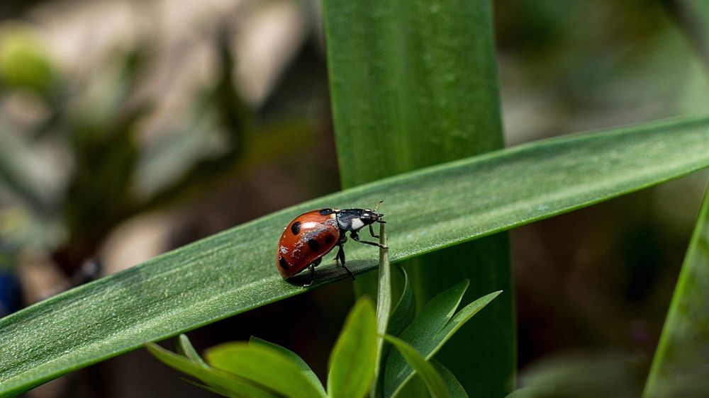 Ladybug