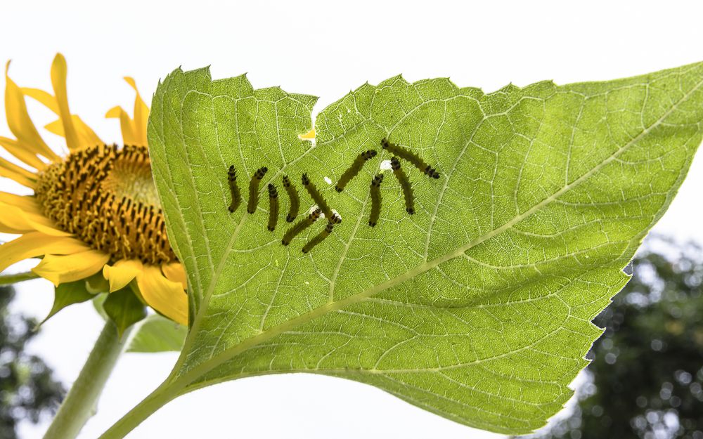 Sunflower insect