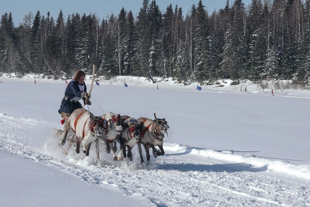 Мчаться олени