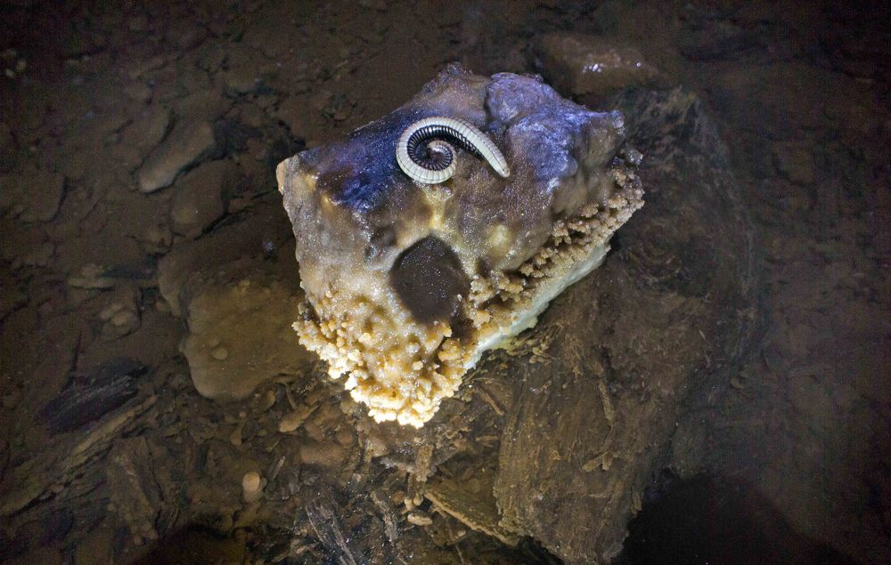 Удивительная жизнь