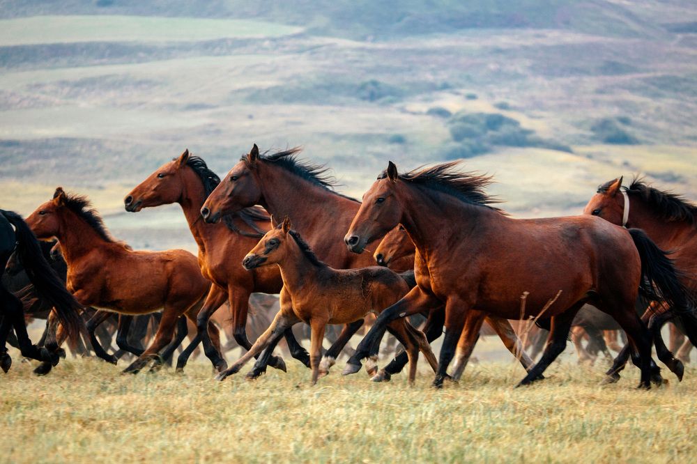 Табун карачаевских лошадей