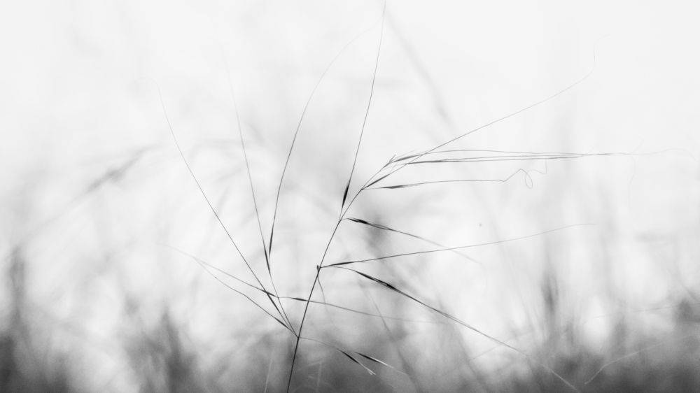 Minimalism in nature