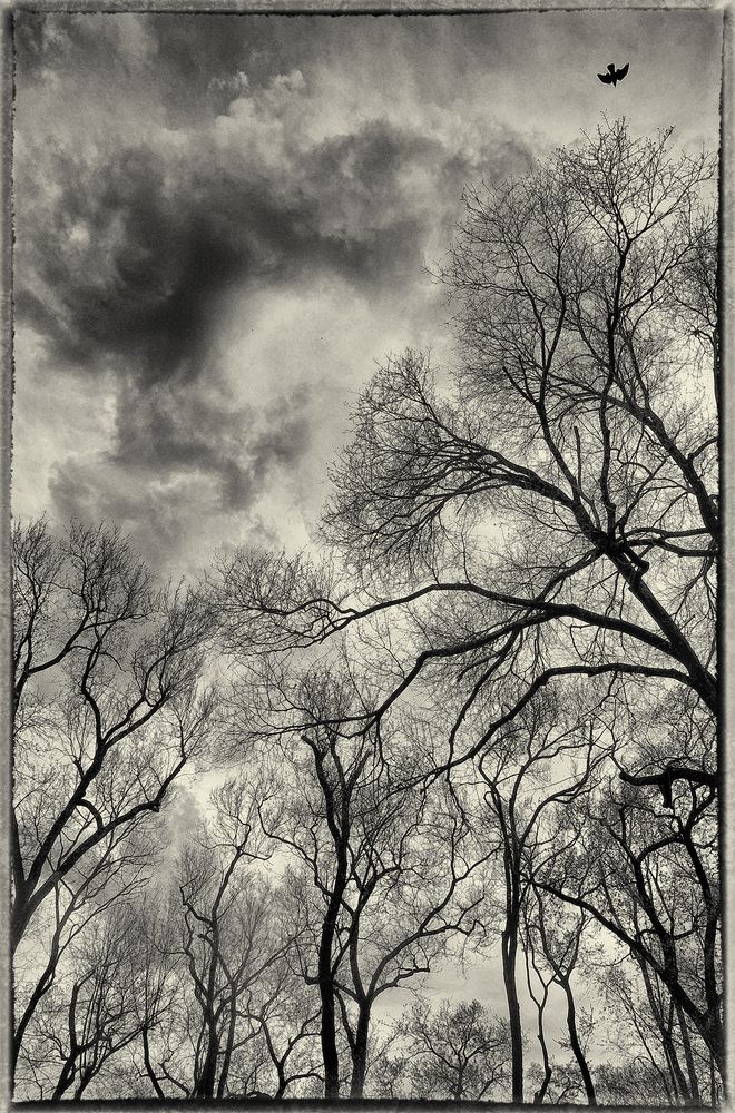 Shivering trees