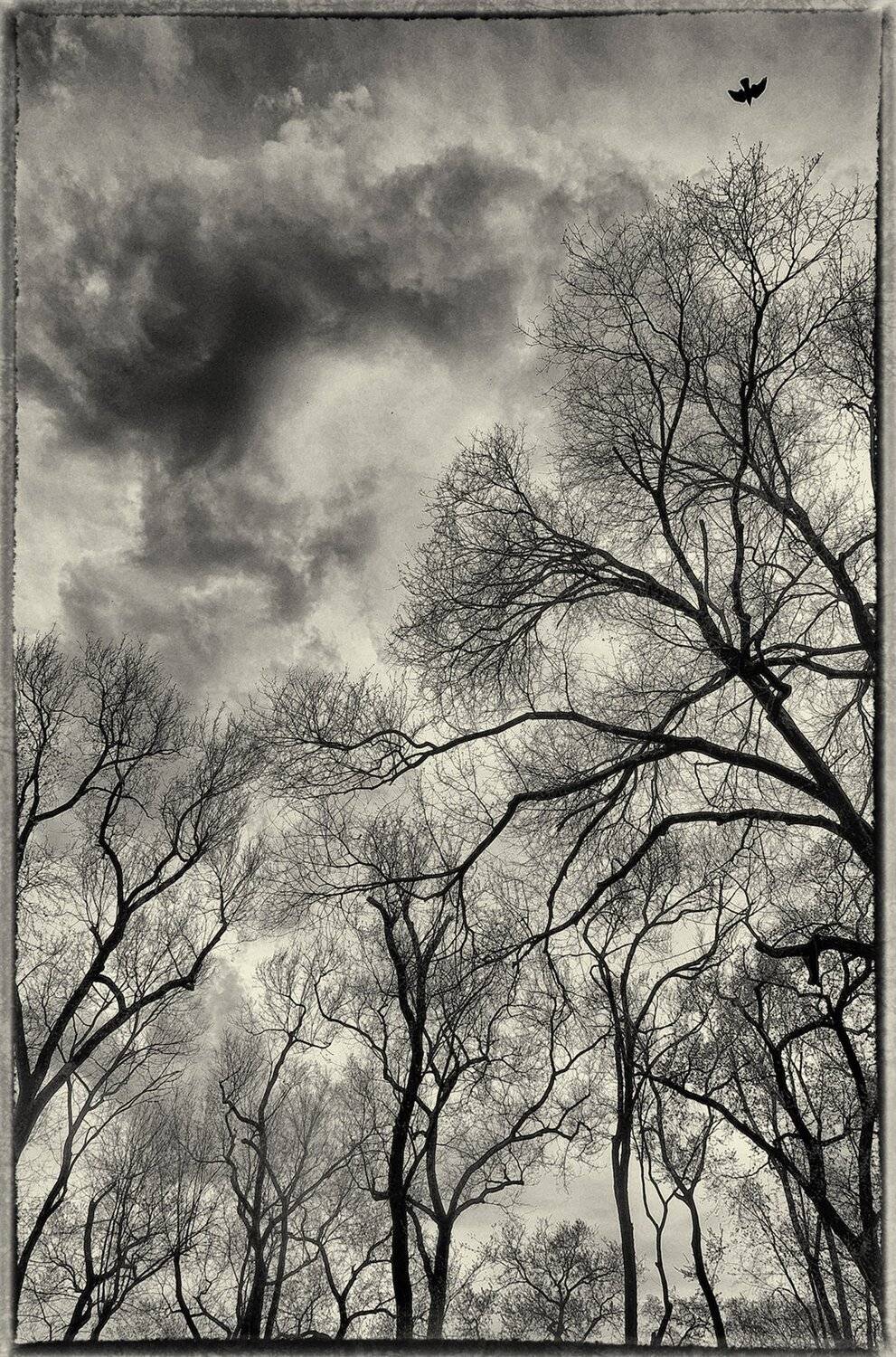 Shivering trees