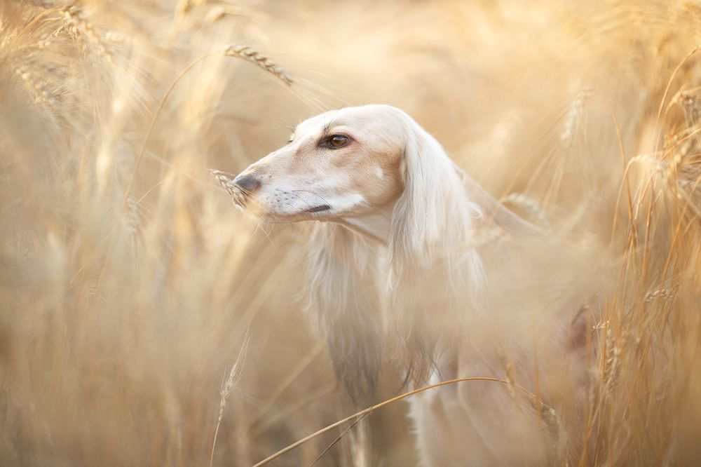 Honey saluki