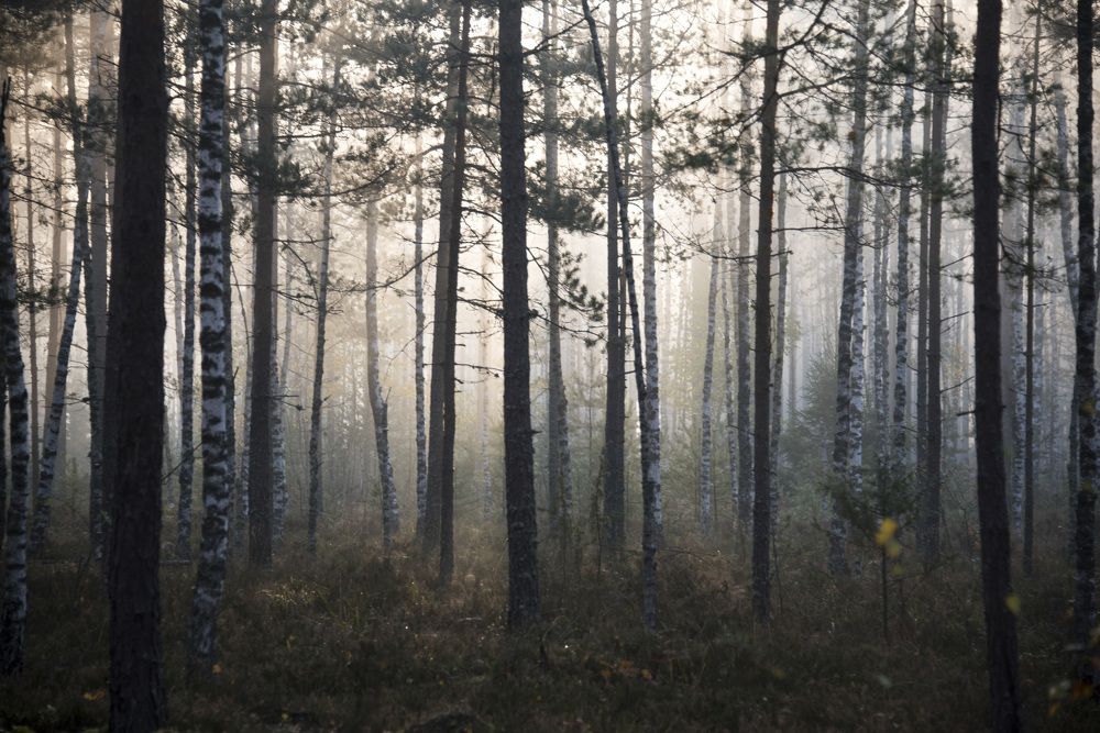 foggy forrest