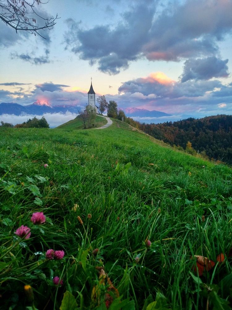 Священный клевер