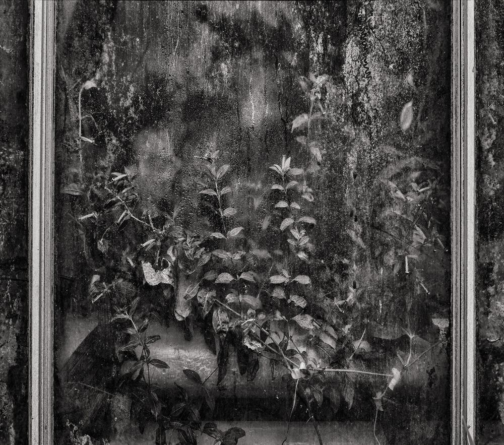 The Glasshouse