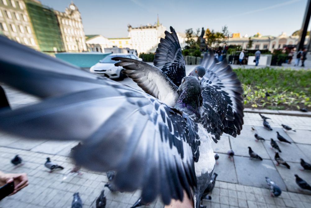 Кормление самых интеллектуальных голубей столицы
