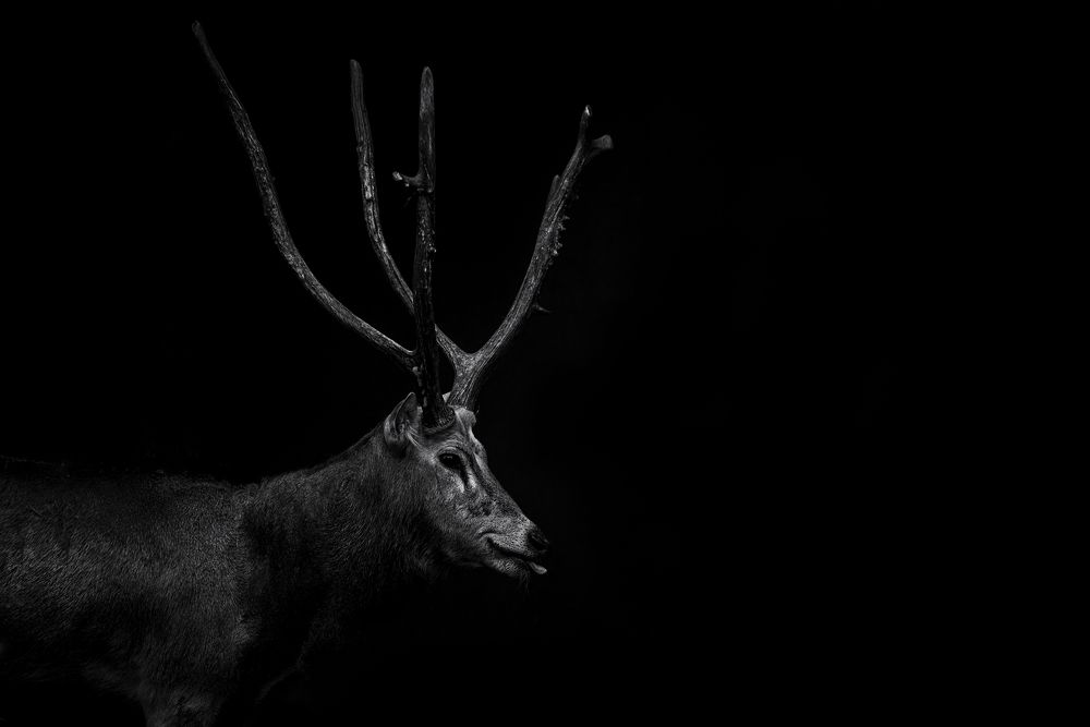 Deer