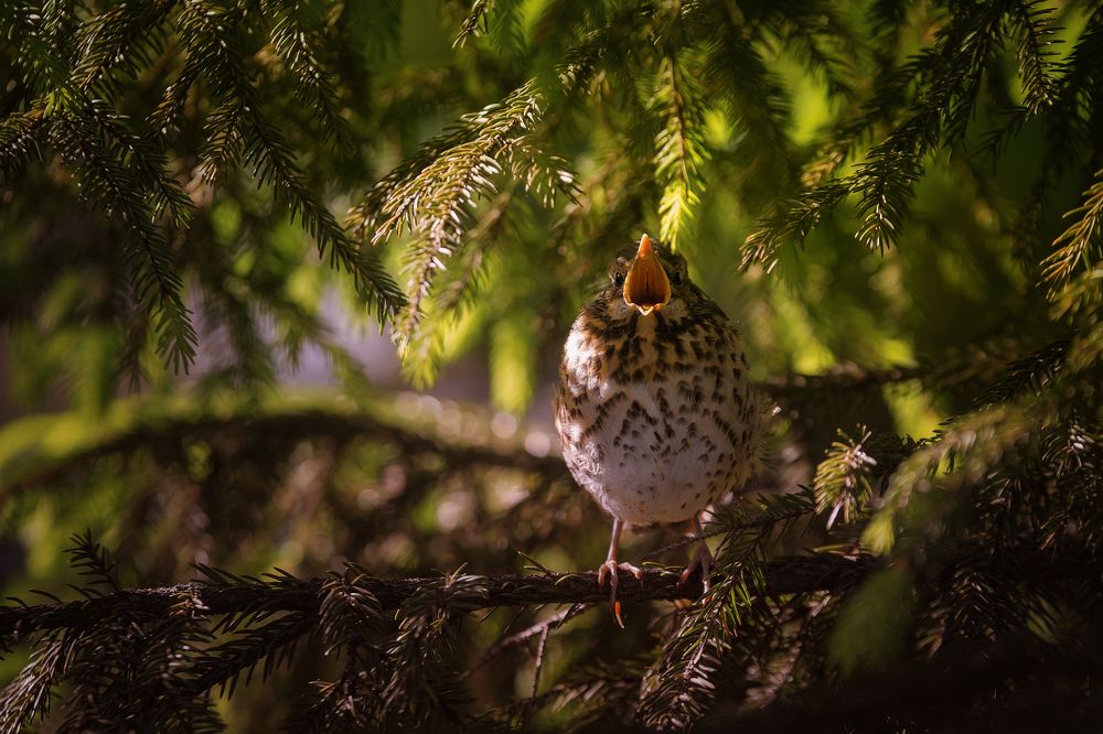 Юный солист